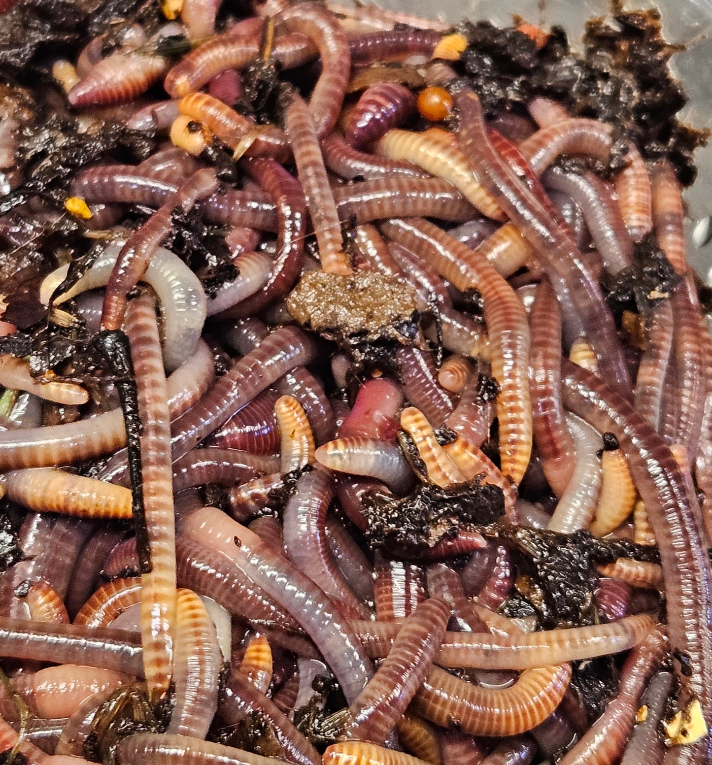 European Night Crawlers