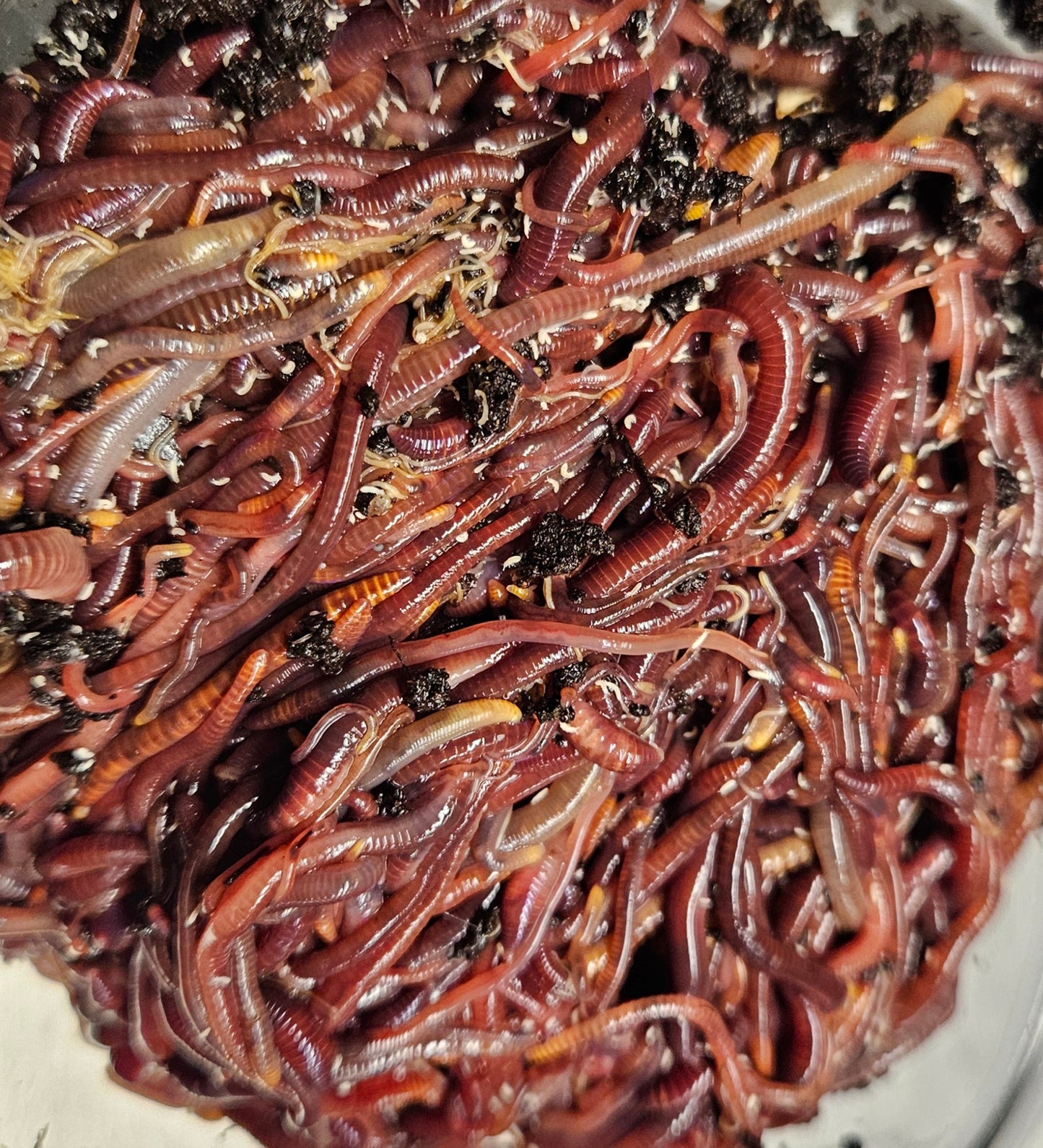 Red Wigglers