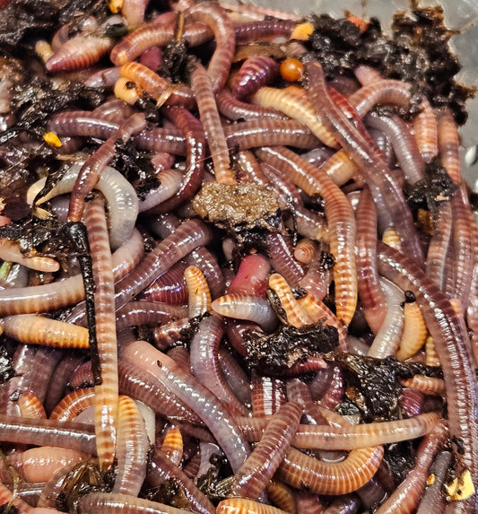 European Night Crawlers