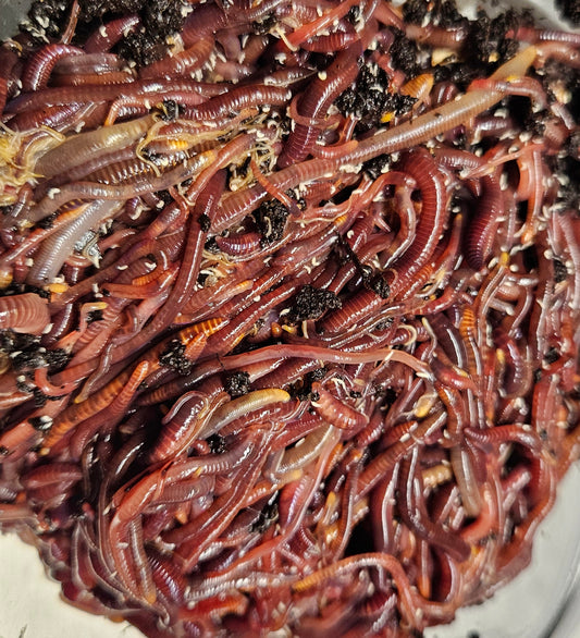 Red Wigglers